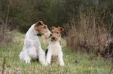 FOX TERRIER 575